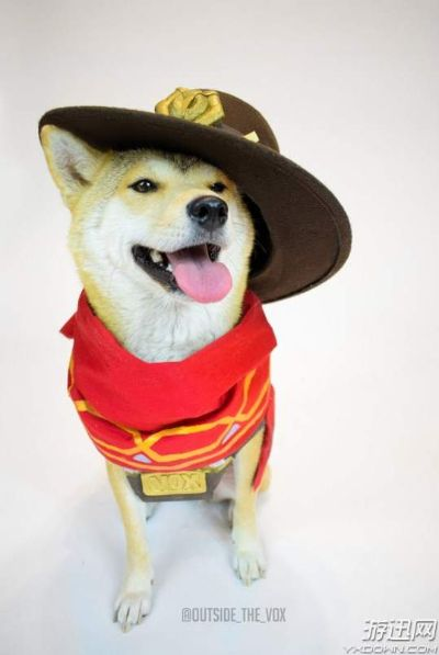 (柴犬侠客图片)柴犬侠表情包：萌宠带你领略幽默与可爱的完美结合