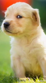 (小区下药药狗狗什么罪)小区外围投放驱狗药引发热议，居民忧虑宠物安全与环境污染