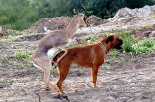 (原始人捕猎场景)在原始人满地图中体验生存挑战，捕猎野生动物的刺激冒险游戏