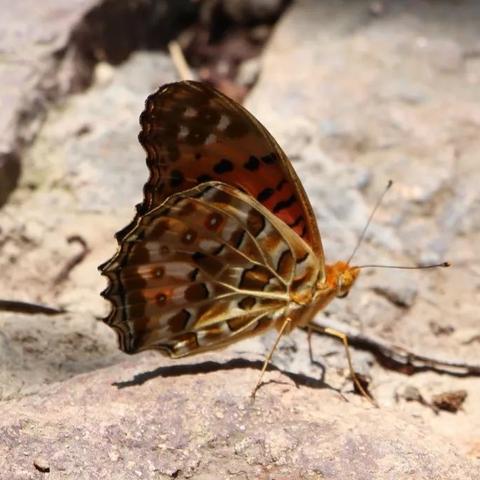 (神仙岭游玩攻略)探索神秘美丽的神仙岭：这个迷人景点究竟位于何处？