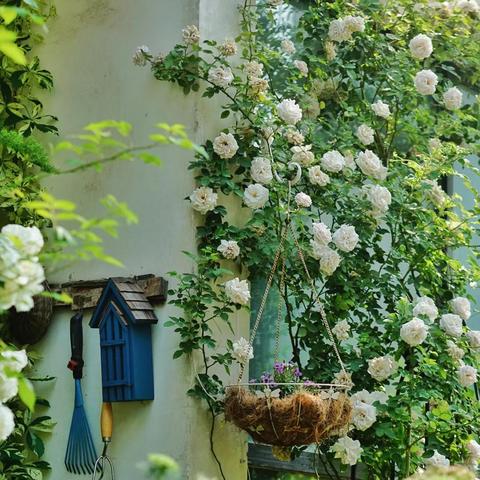 (爱丽丝仙境逃亡游戏)逃离仙境的爱丽丝游戏：探索梦幻世界中隐藏的秘密与挑战