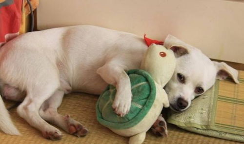 (为什么狗越可爱越想虐)狗的逆反心理：为什么你越禁止，它们越想要？