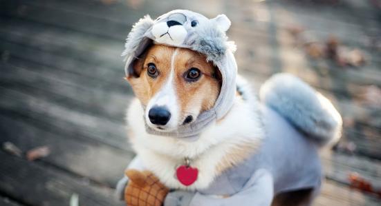 (为什么狗越可爱越想虐)狗的逆反心理：为什么你越禁止，它们越想要？