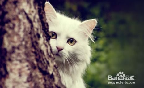 (猫之宿约者百度百科)猫之宿约者凉了吗？探讨它在时代背景下的重要性和影响力