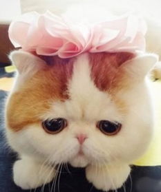 (猫之宿约者百度百科)猫之宿约者凉了吗?探讨它在时代背景下的重要性和影响力 (猫之宿约者百度百科)猫之宿约者凉了吗?探讨它在时代背景下的重要性和影响力