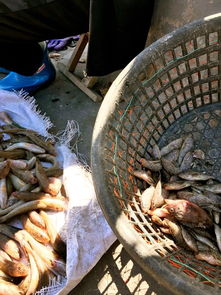 (黎明重生英文)变废为宝！黎明重生海鲜什锦配方，打造美味佳肴吃出新生活！