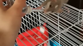 学习障眼法简单魔术教程:想要成为一名魔术大师吗?跟着教程一起掌握各种魔术技巧吧! 学习障眼法简单魔术教程:想要成为一名魔术大师吗?跟着教程一起掌握各种魔术技巧吧!