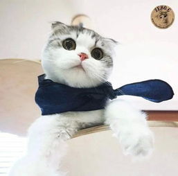 (猫咪田园攻略)探寻猫咪的田园生活之旅:追寻自然与温馨的美好时光 (猫咪田园攻略)探寻猫咪的田园生活之旅:追寻自然与温馨的美好时光