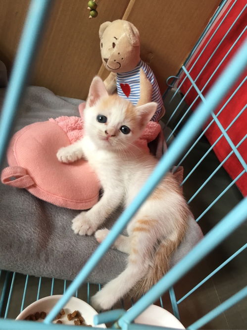 (猫咪田园攻略)探寻猫咪的田园生活之旅:追寻自然与温馨的美好时光 (猫咪田园攻略)探寻猫咪的田园生活之旅:追寻自然与温馨的美好时光