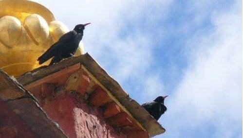 探秘神秘乌鸦森林：黑暗的树影、哀嚎的风声，荆棘丛生的迷雾之地