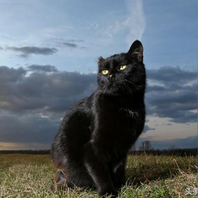 获取最新聊斋异传激活码，免费下载体验神秘灵异世界的奇幻冒险游戏