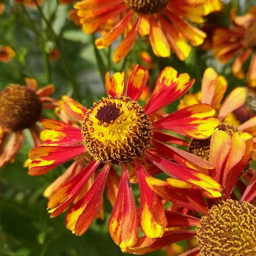 灯草花和灯高清免费普通话版，绚丽多姿的花卉世界，尽情欣赏美丽风景