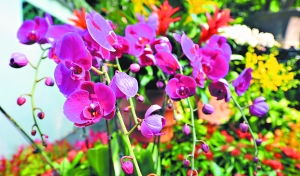 灯草花和灯高清免费普通话版,绚丽多姿的花卉世界,尽情欣赏美丽风景 灯草花和灯高清免费普通话版,绚丽多姿的花卉世界,尽情欣赏美丽风景