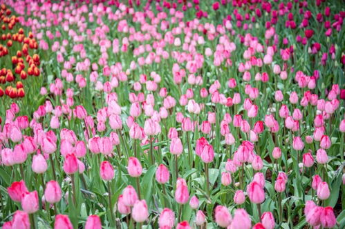 灯草花和灯高清免费普通话版,绚丽多姿的花卉世界,尽情欣赏美丽风景 灯草花和灯高清免费普通话版,绚丽多姿的花卉世界,尽情欣赏美丽风景