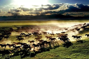 马踏天下，独领风骚，征战四方，无往不胜，驰骋九州，一统江山。