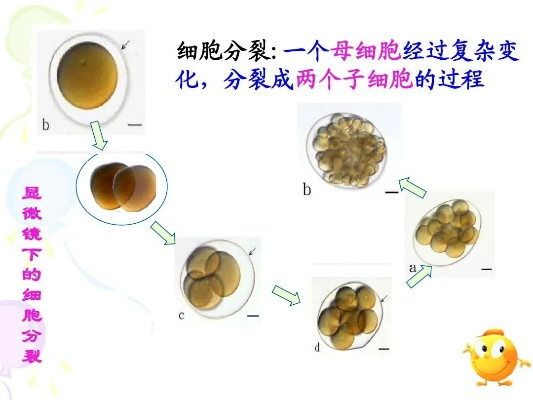 (细胞成长近况)探寻细胞成长经历：从分裂到演化，生命的奥秘深藏其中