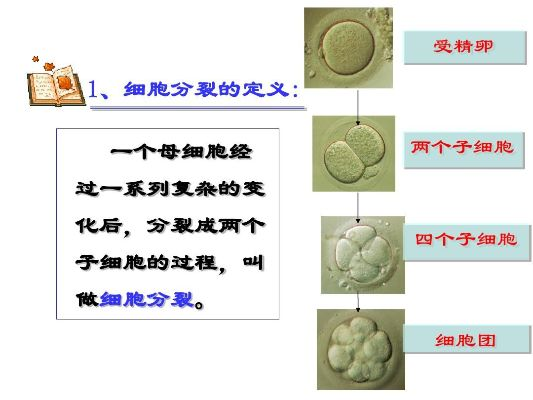 (细胞成长近况)探寻细胞成长经历：从分裂到演化，生命的奥秘深藏其中