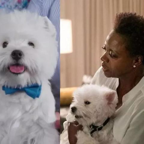 狗狗特工队：搜罗最酷狗狗名字，带你探寻狗狗世界的神秘之处！