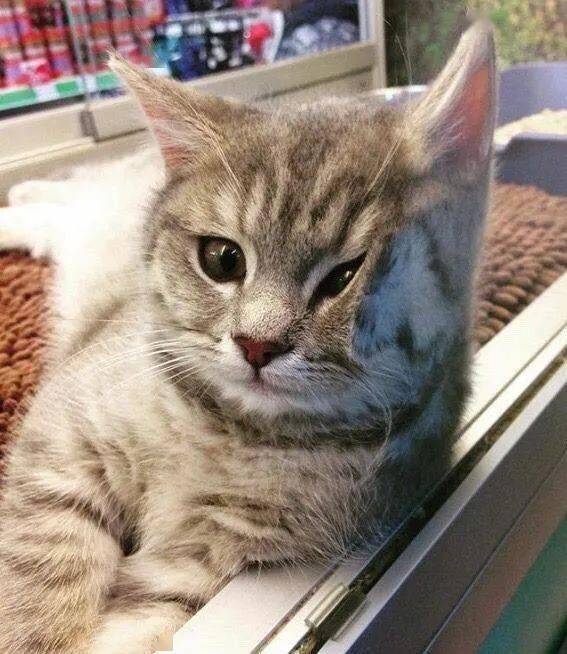 猫灵相册单机纪念版:捕捉每一个猫咪瞬间的独特体验与回忆之旅 猫灵相册单机纪念版:捕捉每一个猫咪瞬间的独特体验与回忆之旅