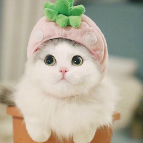 (可爱电脑壁纸4k超清)可爱电脑壁纸图片大全高清，精选最可爱的壁纸让你眼前一亮