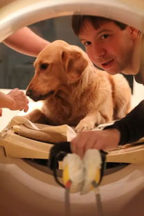 新澳资料免费资料大全|探索语言中动态词汇的意义_游戏版3.224