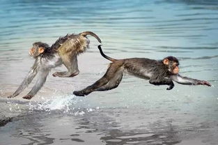 四不像正版四不像凤凰的最新版本|现象解答解释落实_WearOS.7.319