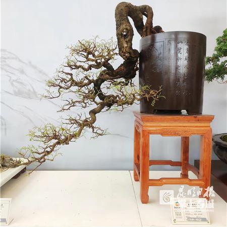 澳门今晚上必开一肖|科学研究解释落实_XP款.9.481