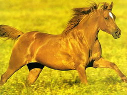 四不像凤凰版免费资料|全面解答解释落实_智慧版1.177