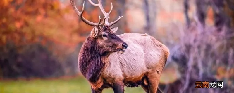 四不像正版资料321期|效率资料解释落实_小型集.6.641