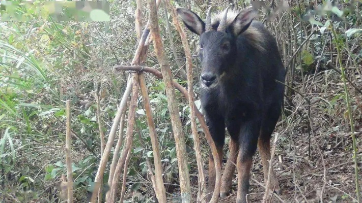 四不像正版资料321期|效率资料解释落实_小型集.6.641