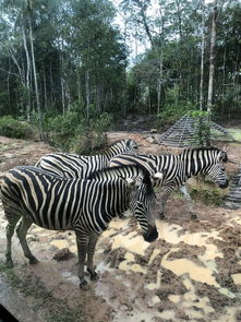 2024四不像正版最新版本|探秘美丽的海岛风情_维护制.3.293