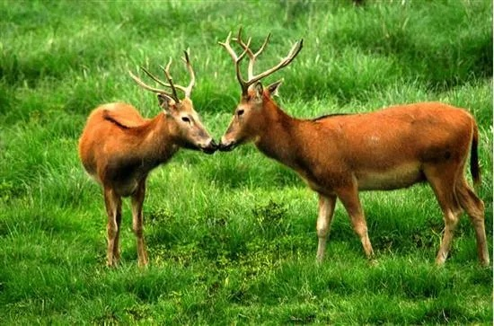 四不像今晚出什么生肖|经典案例解释落实_资源集.2.498