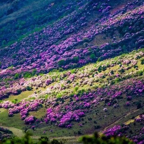 天下彩天天空彩资料免费图文|深度研究解释落实_XE版.6.426