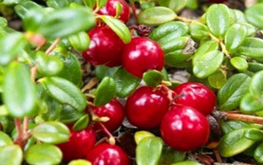 水果奶奶79639开奖|实践经验解释落实_应用款.3.179