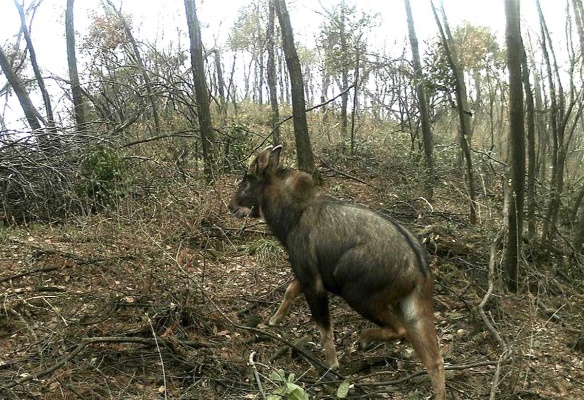 四不像正版资料内部|现状分析解释落实_精简版IOS.6.41