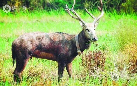 四不像正版资料内部|现状分析解释落实_精简版IOS.6.41