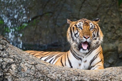 香港正版四不像生肖图软件更新时间|正确解答落实_简易制.5.271