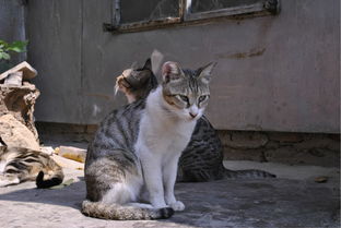 新澳门四不像图片大全2024年|探索未来无限可能_特别款.3.669