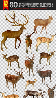 2024新奥正版资料四不象|最佳精选解释落实_标配版.3.68