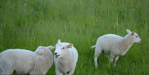 2024新奥正版资料四不象|最佳精选解释落实_标配版.3.68 2024新奥正版资料四不象|最佳精选解释落实_标配版.3.68