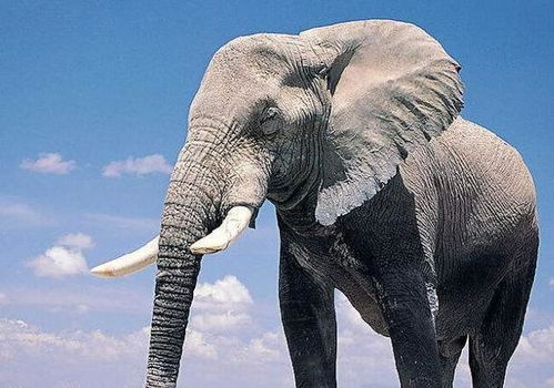 四不像今晚最准确一肖|探索生活中的小技巧_创新版IPHONE.2.413